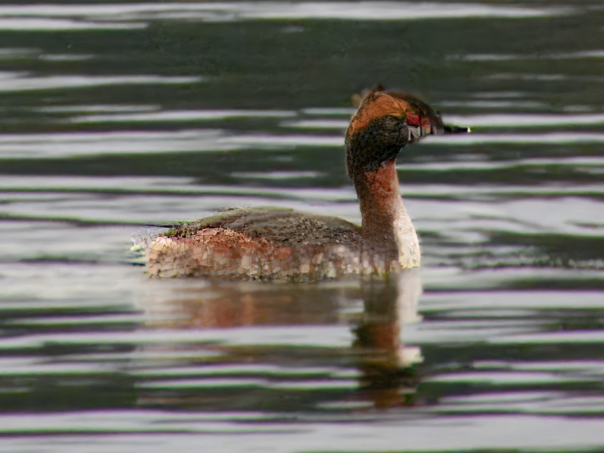 Horned Grebe - ML631887912