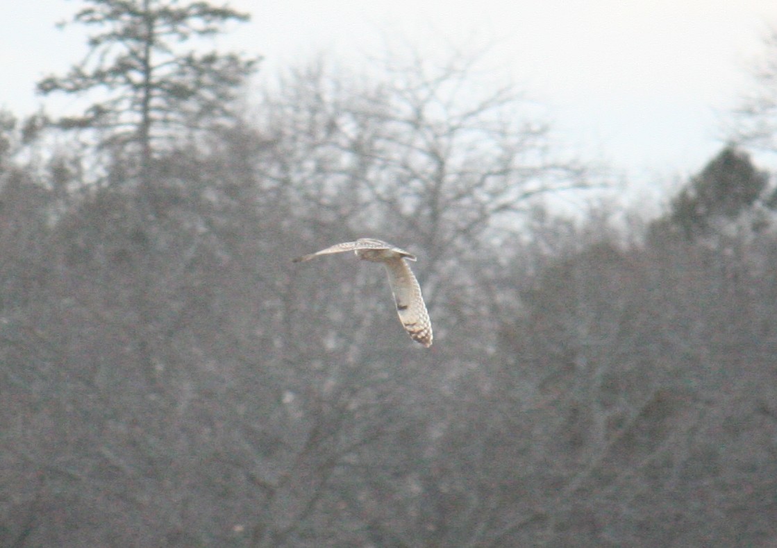Short-eared Owl - ML631887973