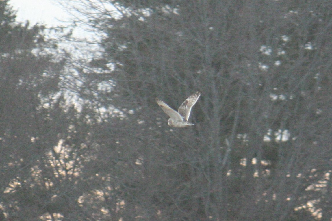 Short-eared Owl - ML631887974