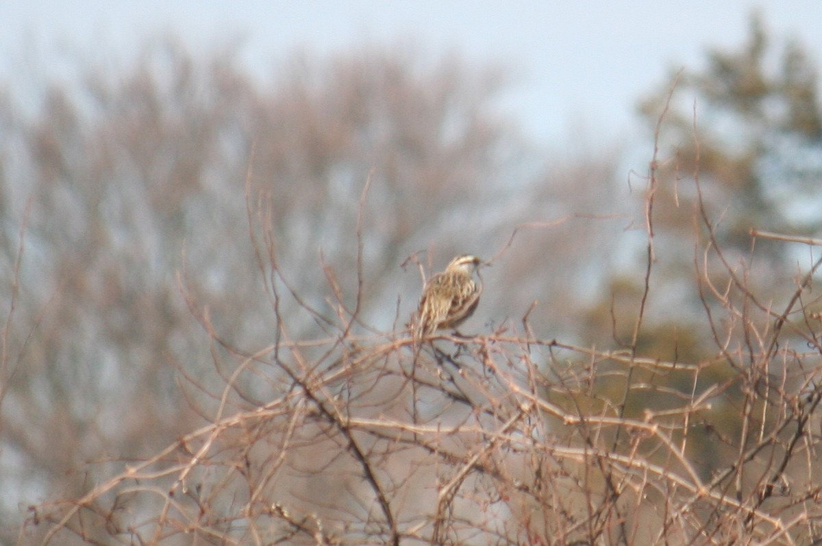 Eastern Meadowlark - ML631888067