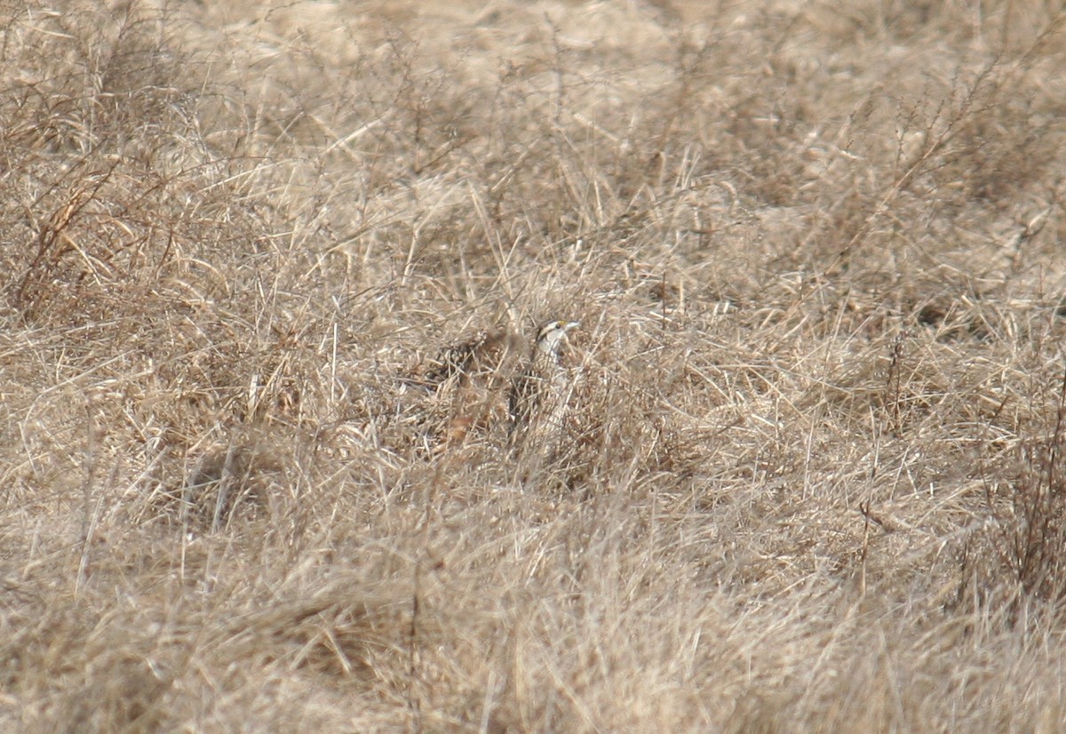 Eastern Meadowlark - ML631888068