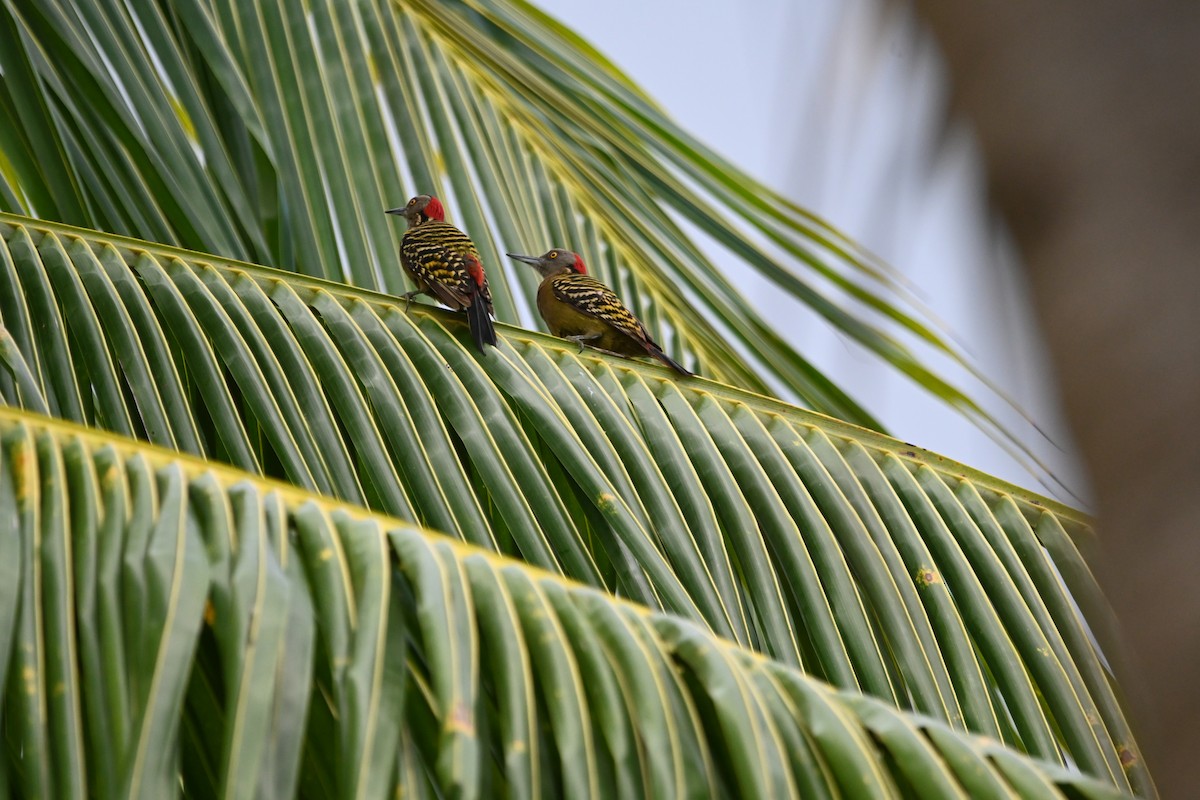 Hispaniolan Woodpecker - ML631888381