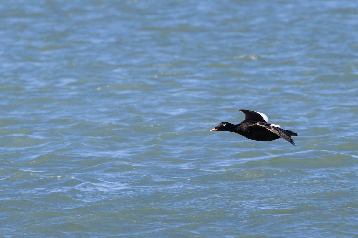 White-winged Scoter - ML631888512