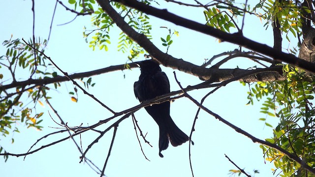 Hair-crested Drongo - ML631888585