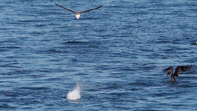 Blue-footed Booby - ML631888837