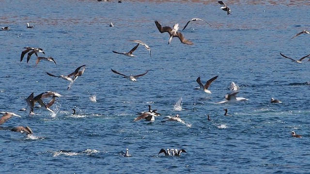 Blue-footed Booby - ML631888840