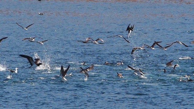 Blue-footed Booby - ML631888841