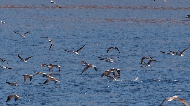 Blue-footed Booby - ML631888842
