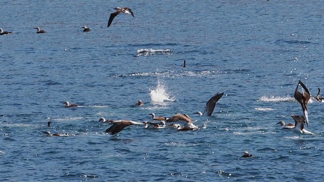 Blue-footed Booby - ML631888843