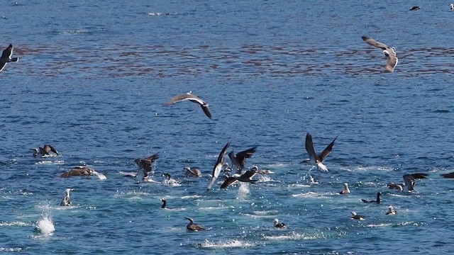 Blue-footed Booby - ML631888844