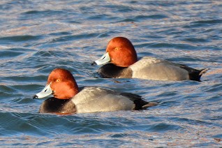 Redhead - ML631888888