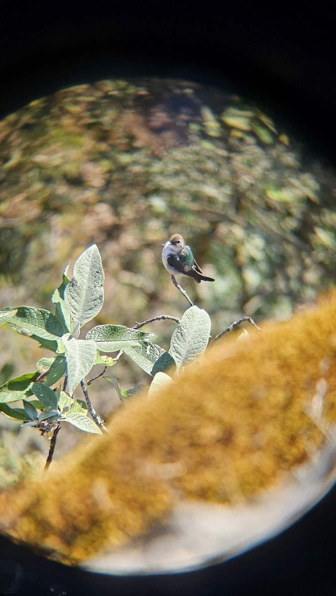 Violet-green Swallow - ML631888977