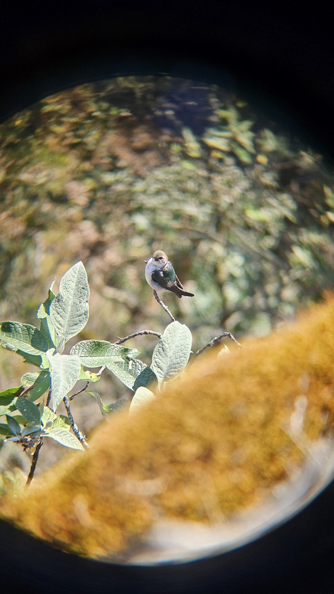 Violet-green Swallow - ML631888978