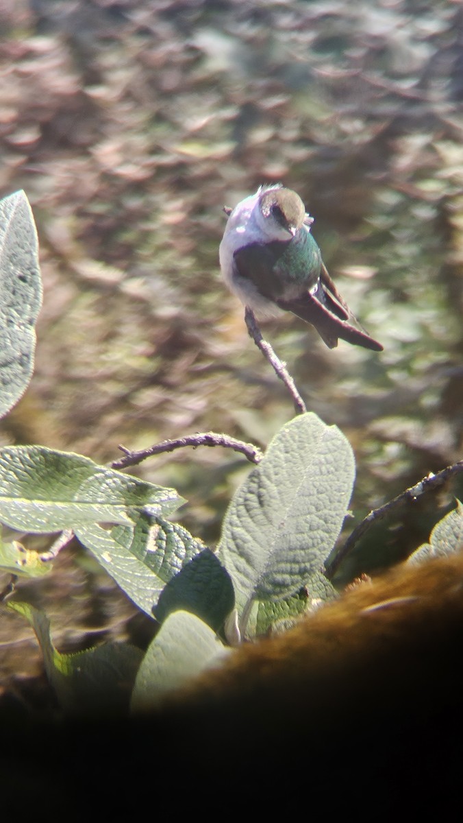 Violet-green Swallow - ML631888979