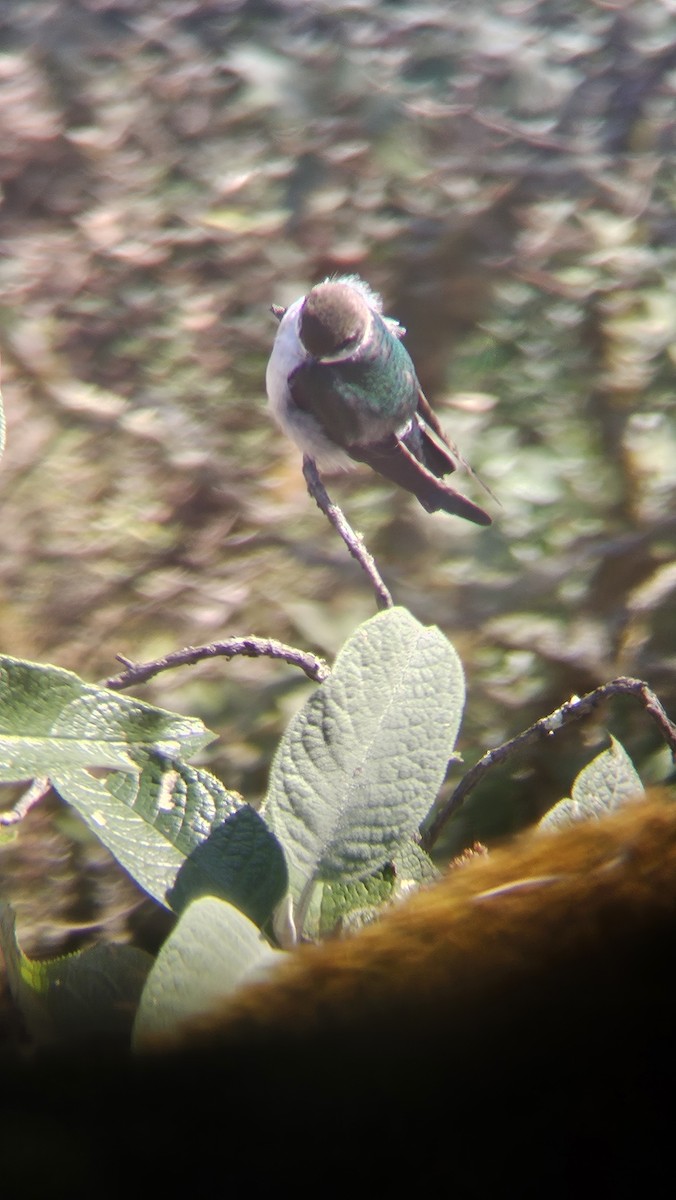 Violet-green Swallow - ML631888980