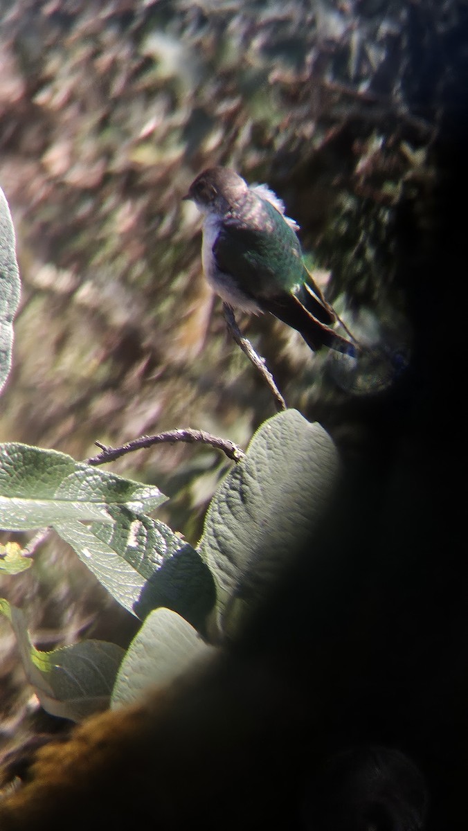 Violet-green Swallow - ML631888981