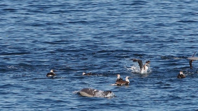 Blue-footed Booby - ML631889051