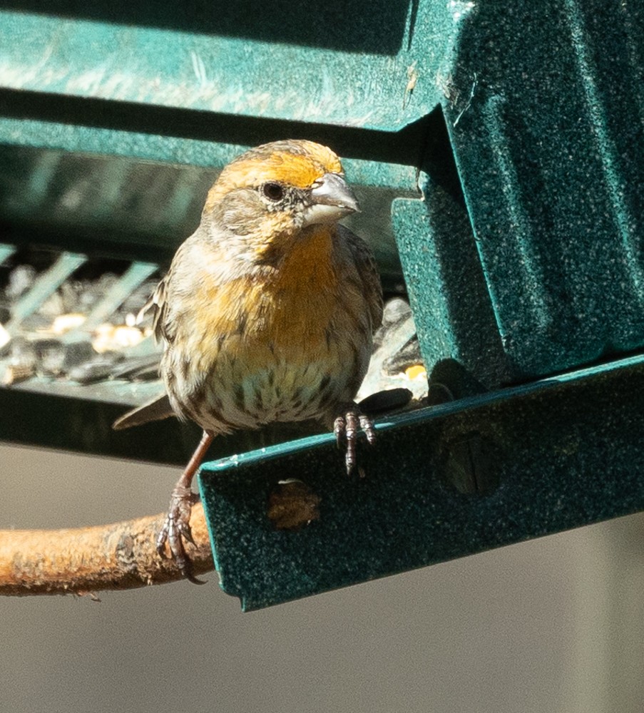House Finch - ML631889132
