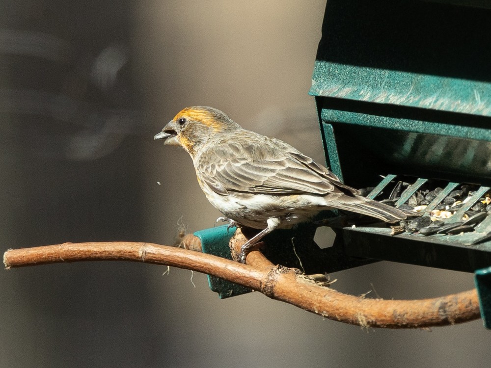 House Finch - ML631889133
