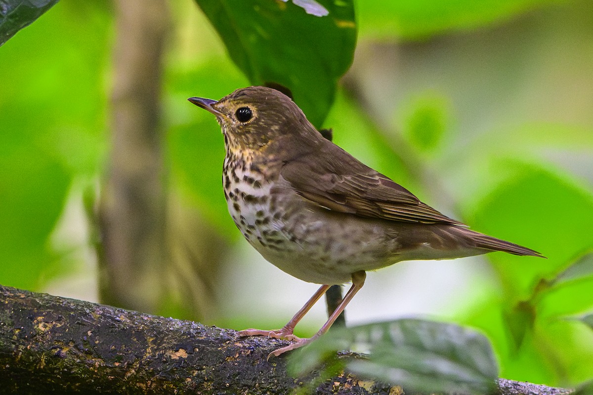Swainson's Thrush - ML631889136
