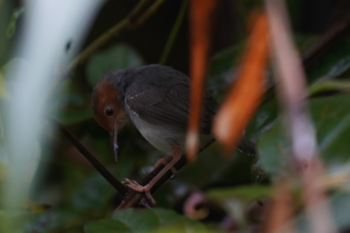Ashy Tailorbird - ML631889162