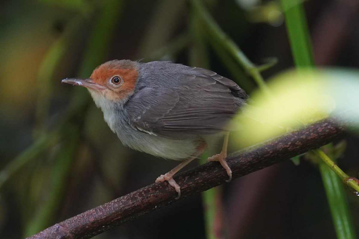 Ashy Tailorbird - ML631889163