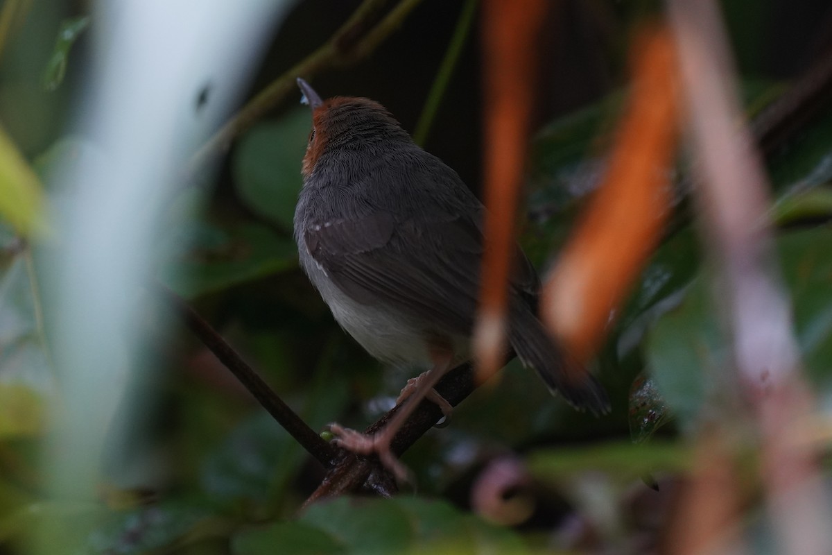 Ashy Tailorbird - ML631889165