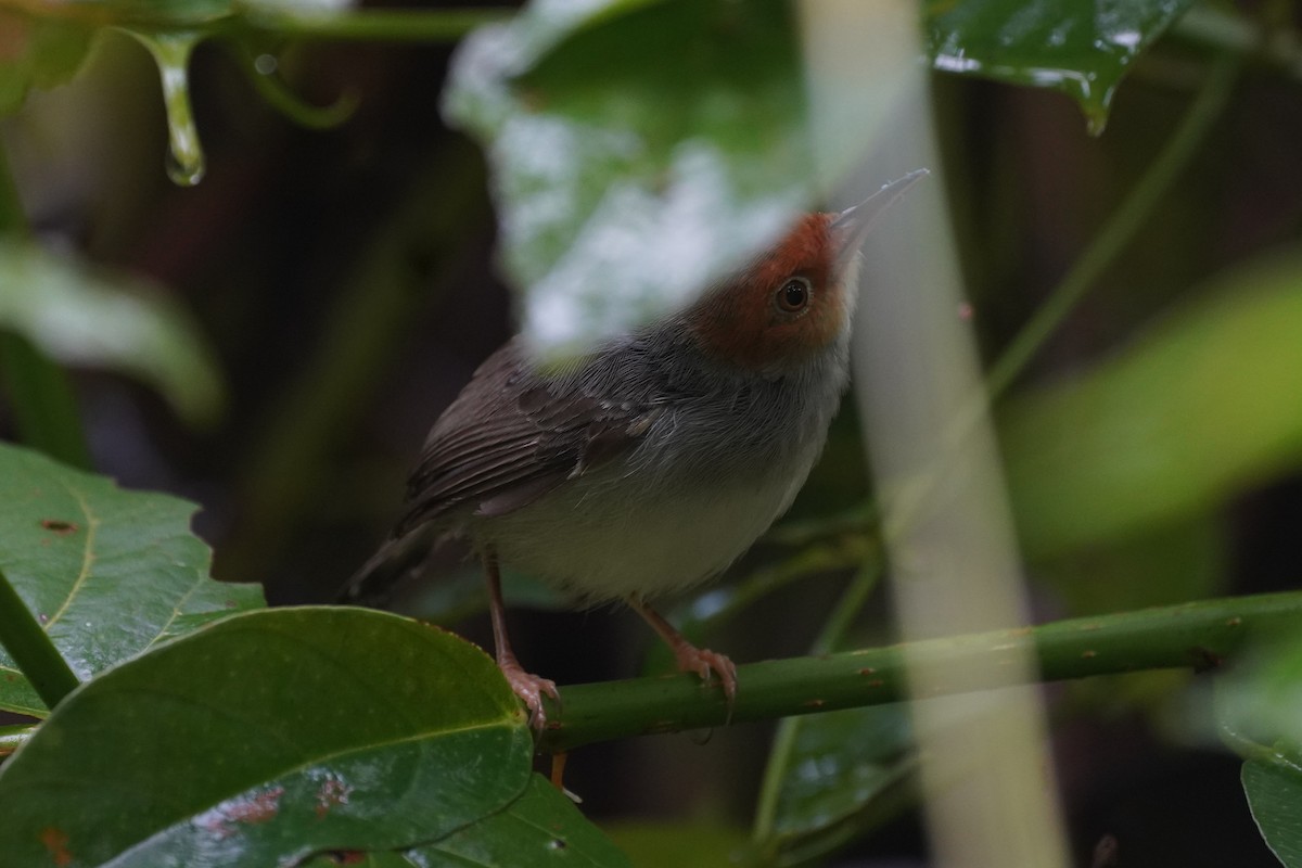Ashy Tailorbird - ML631889166