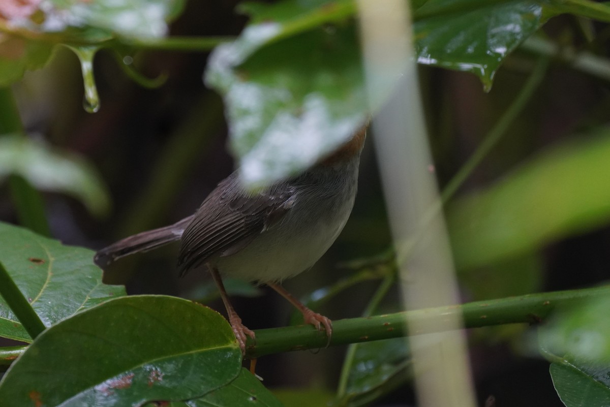 Ashy Tailorbird - ML631889167