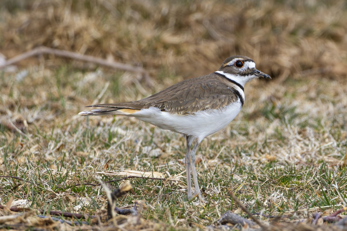 Killdeer - ML631889171
