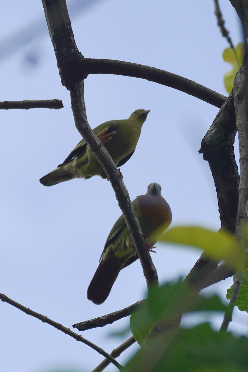 Pink-necked Green-Pigeon - ML631889439