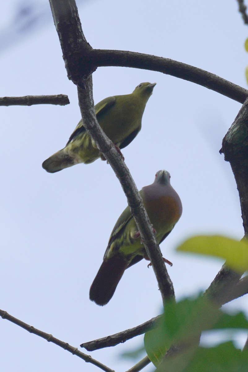 Pink-necked Green-Pigeon - ML631889440