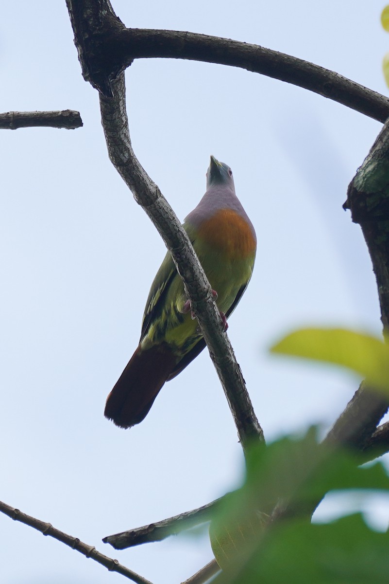 Pink-necked Green-Pigeon - ML631889441