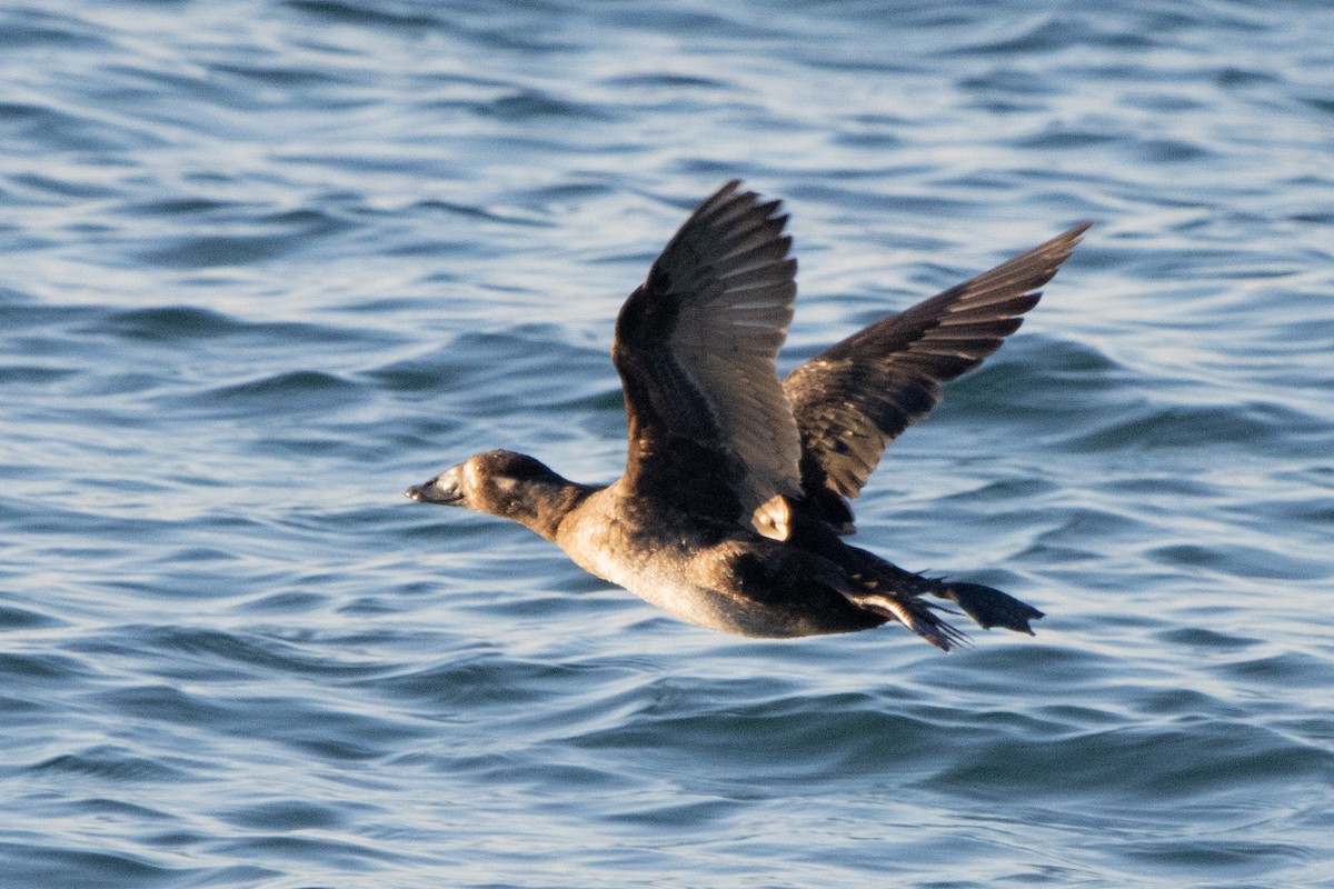 Surf Scoter - ML631889479