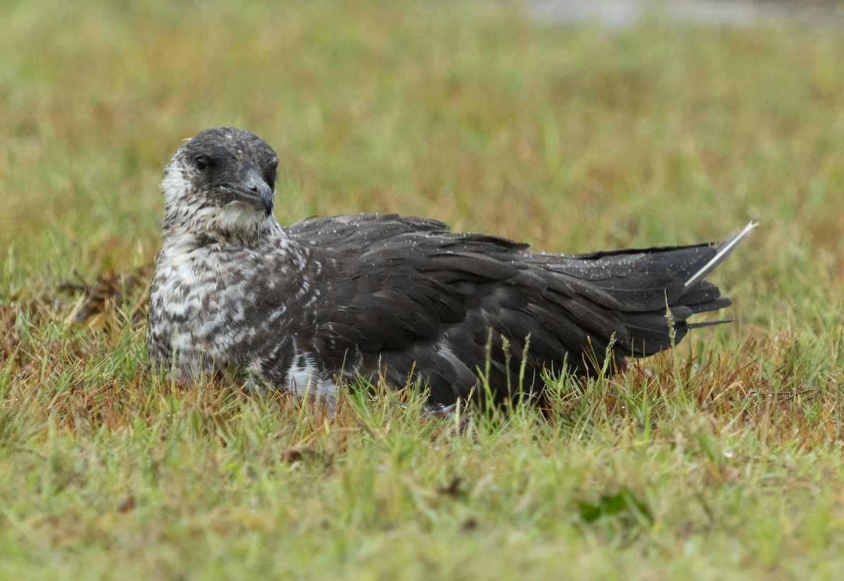 Pomarine Jaeger - ML631889610