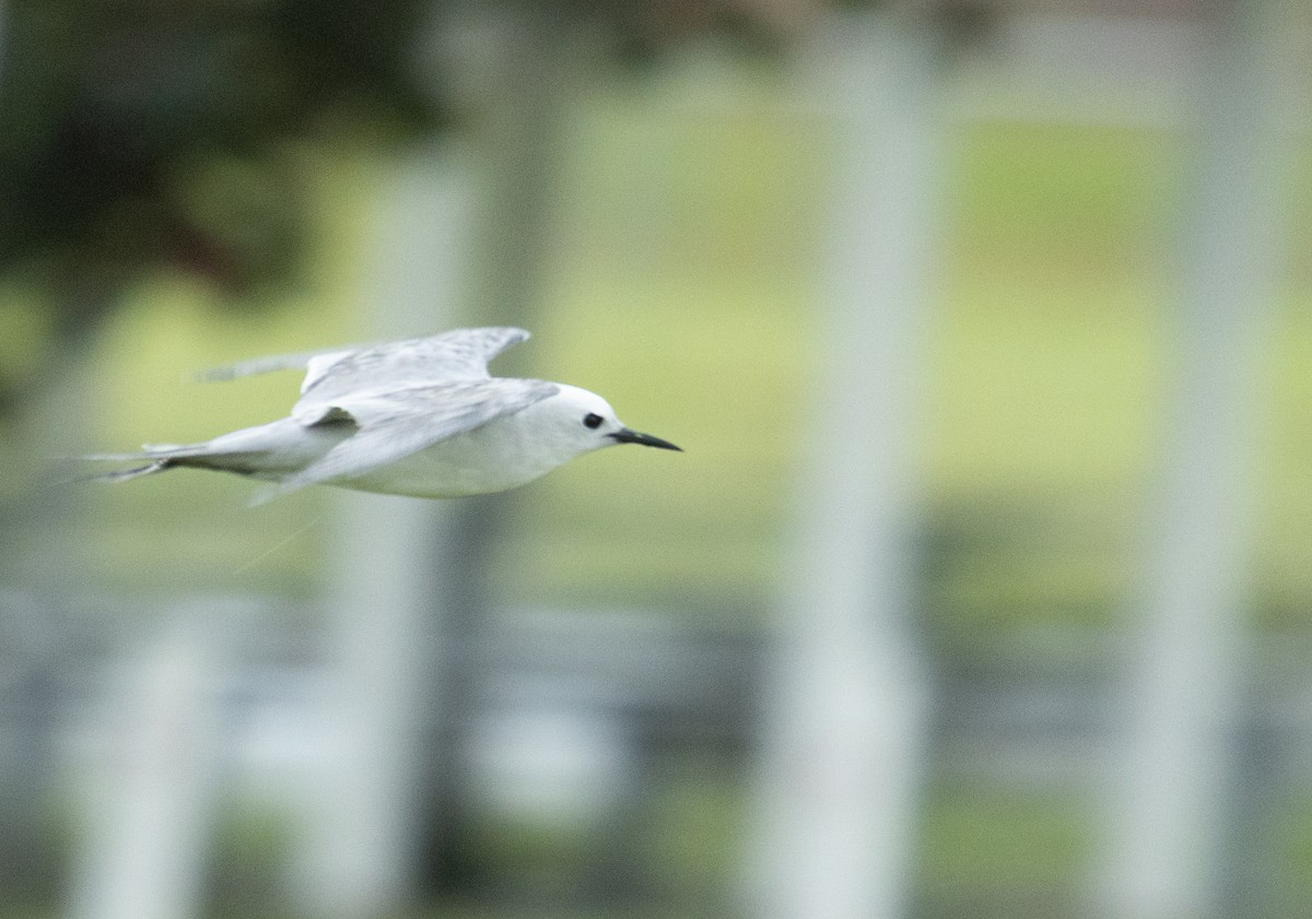 Gray Noddy - ML631889621