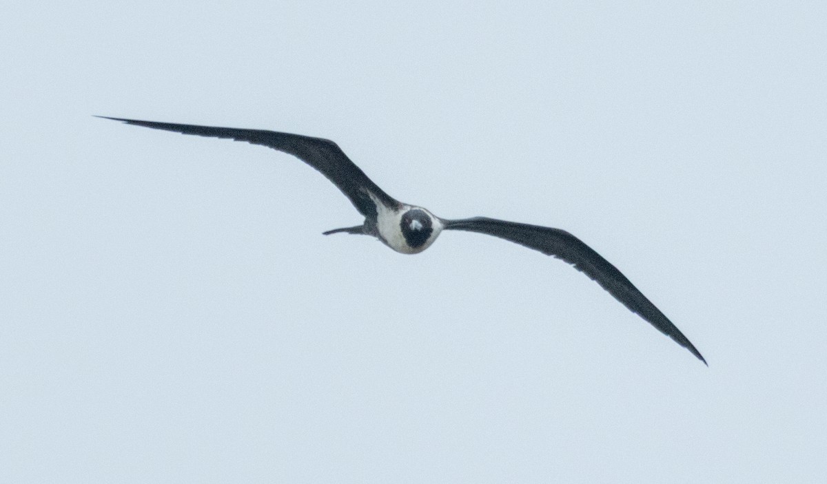 Lesser Frigatebird - ML631889625