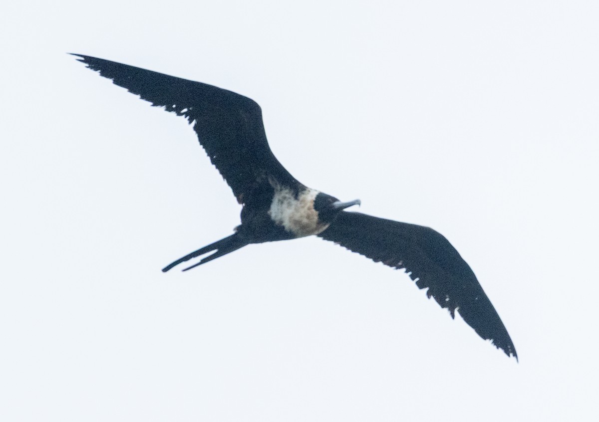 Lesser Frigatebird - ML631889626