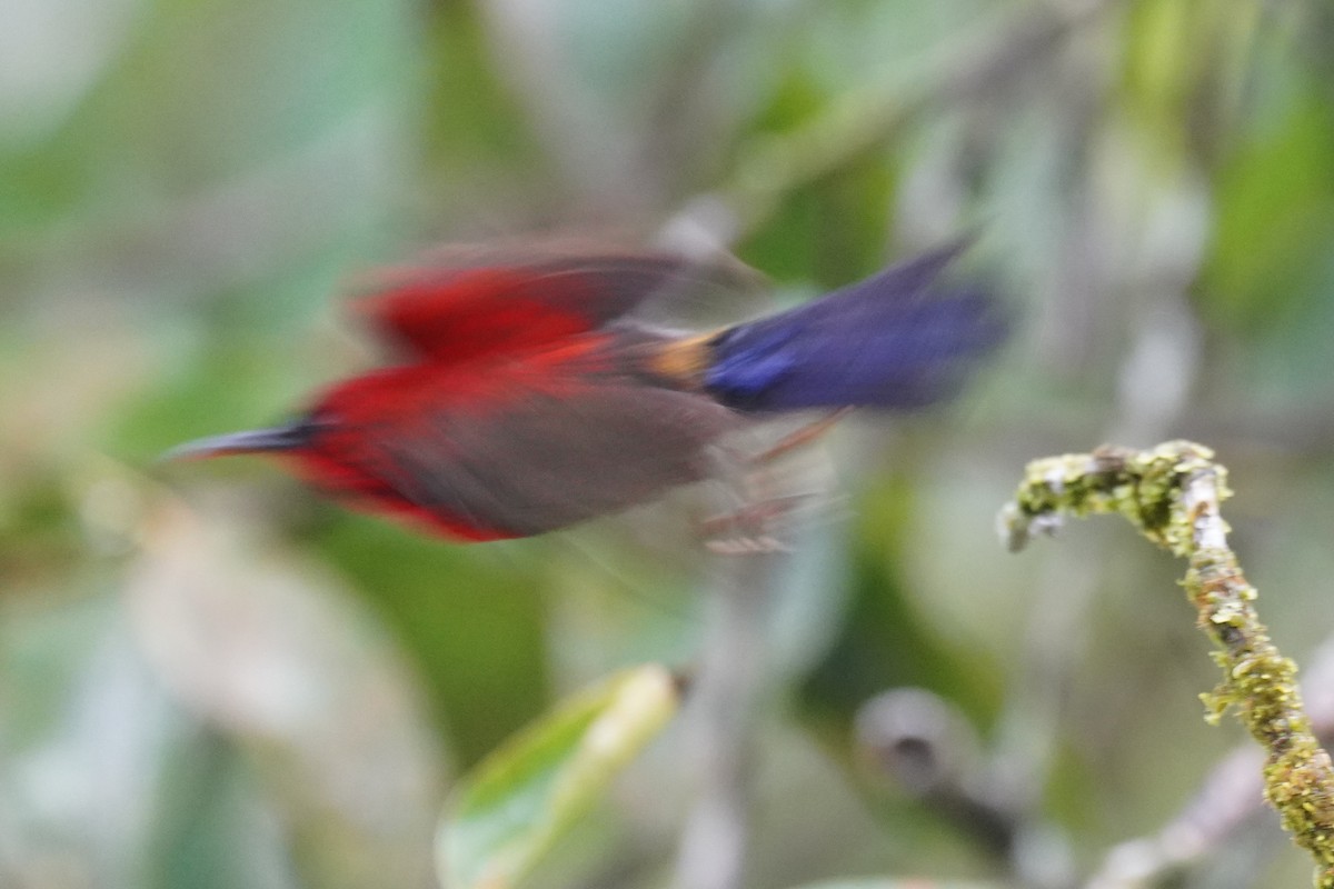 Crimson Sunbird - ML631889637