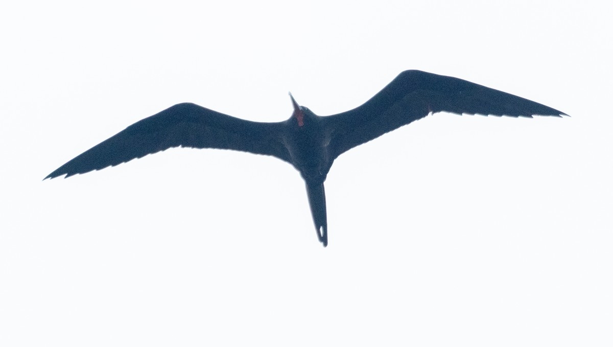 Great Frigatebird - ML631889641
