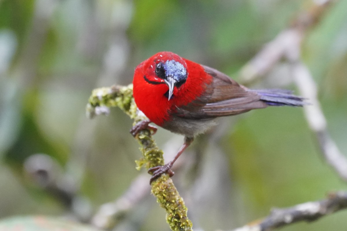 Crimson Sunbird - ML631889643