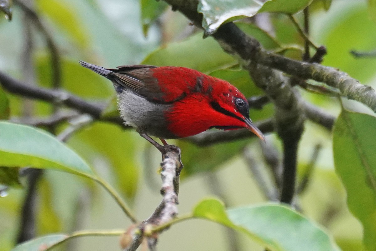 Crimson Sunbird - ML631889648
