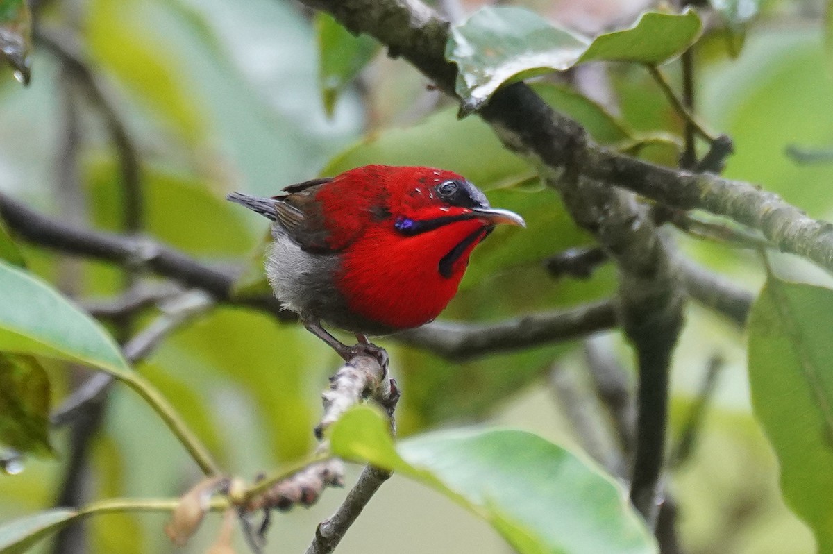 Crimson Sunbird - ML631889649