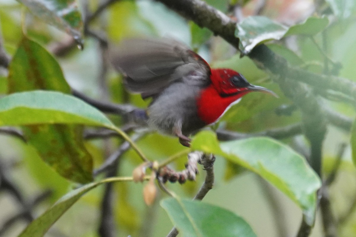 Crimson Sunbird - ML631889652