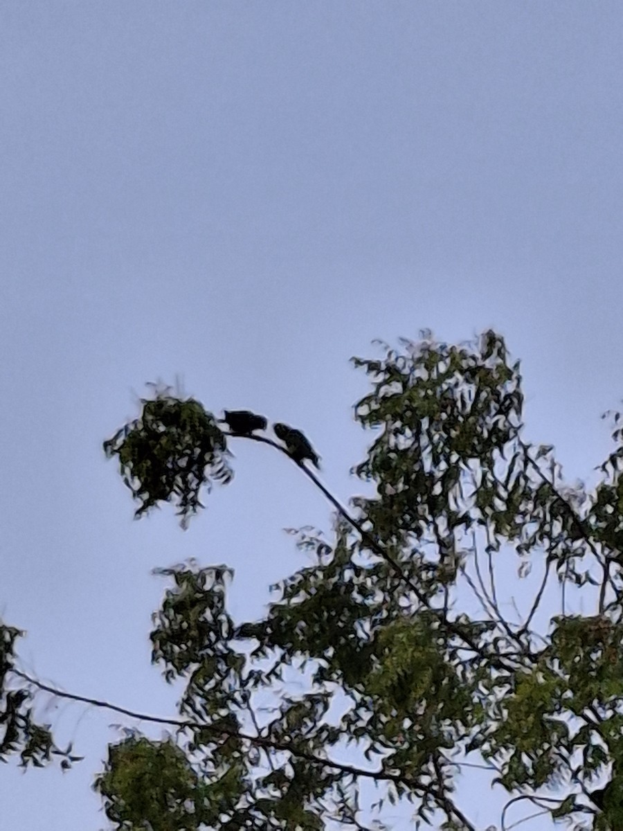 Scarlet-fronted Parakeet - ML631889676