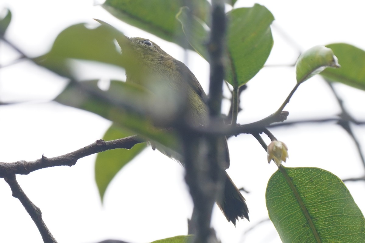 Crimson Sunbird - ML631889769
