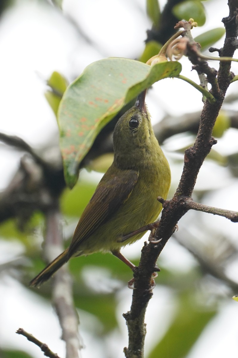 Crimson Sunbird - ML631889771