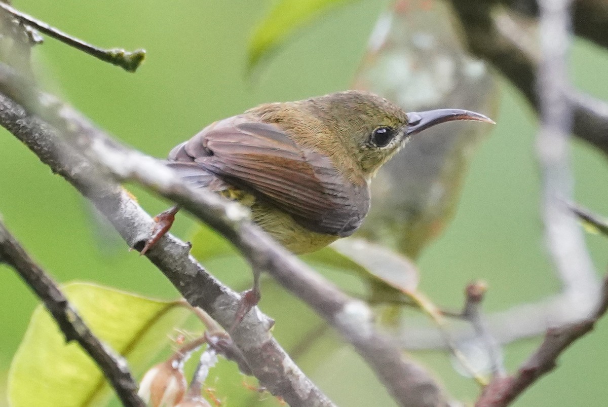 Crimson Sunbird - ML631889773