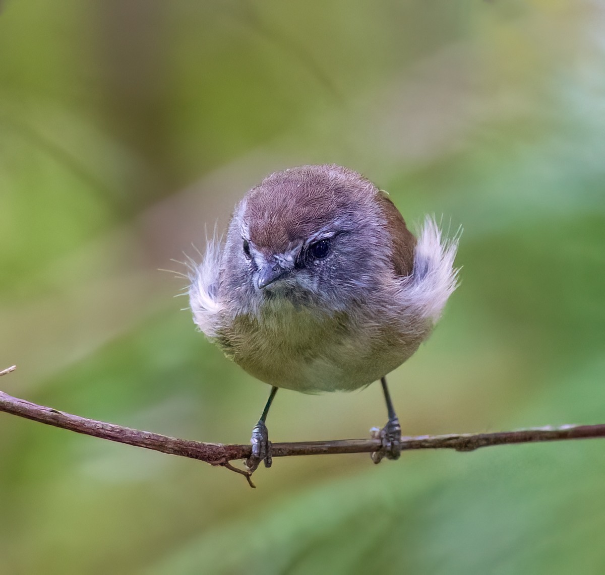 Brown Gerygone - ML631889810