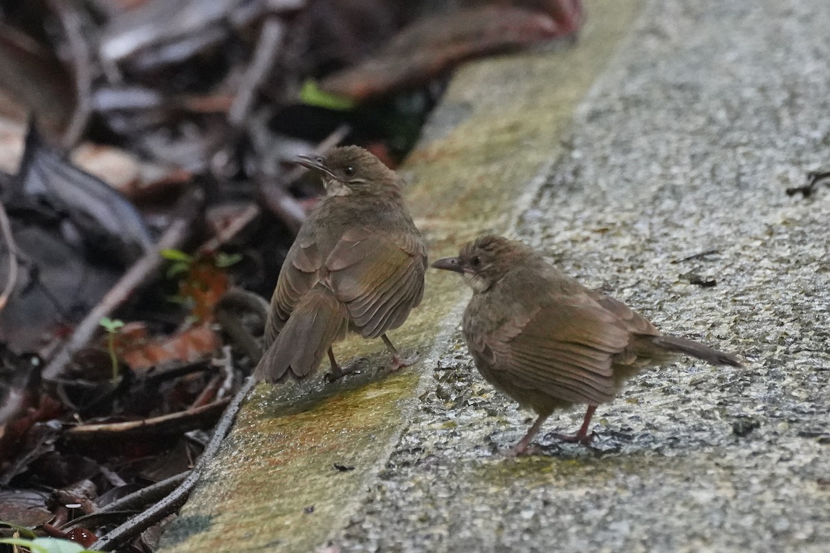 Olive-winged Bulbul - ML631889972